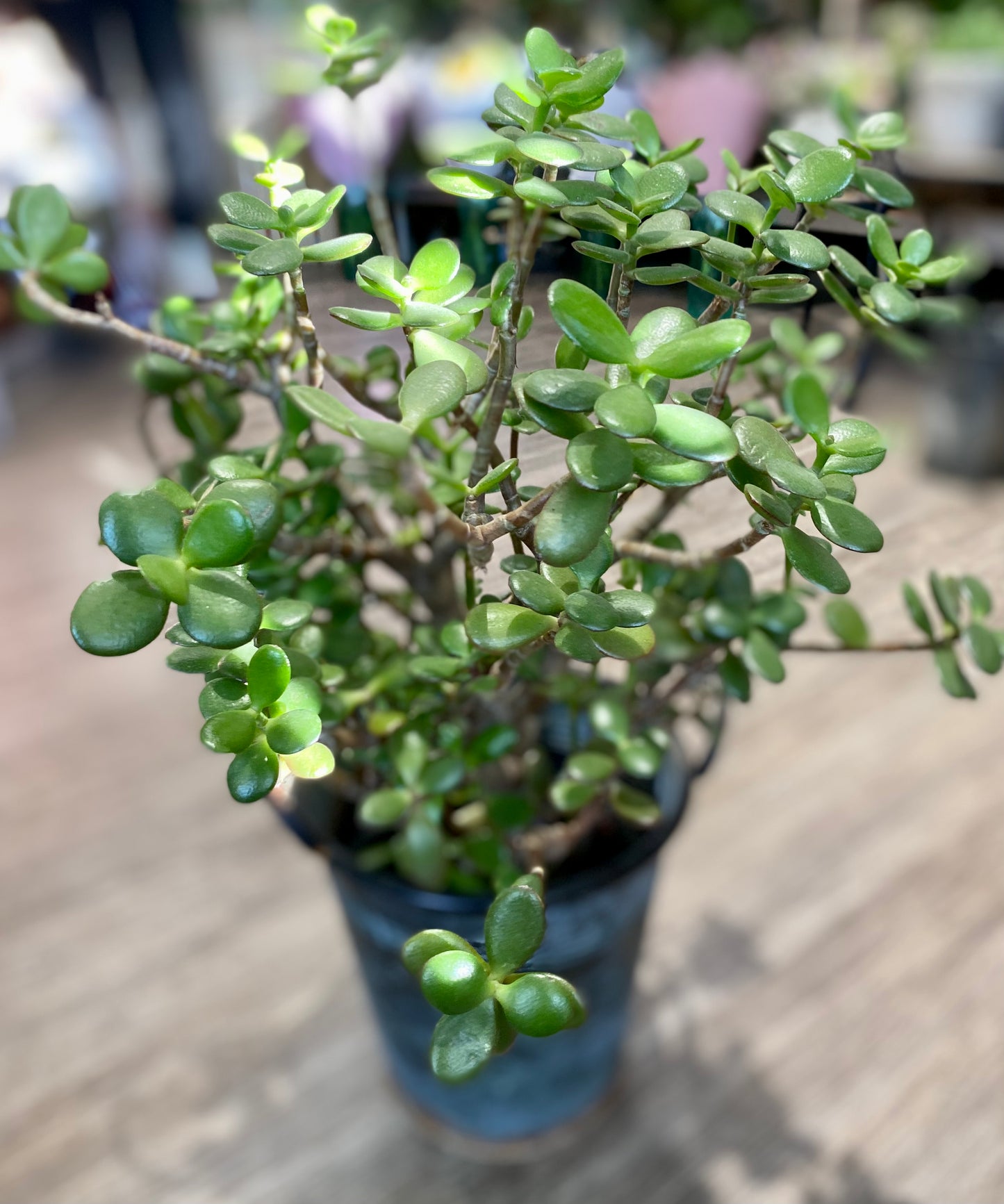 Crasulla ovata