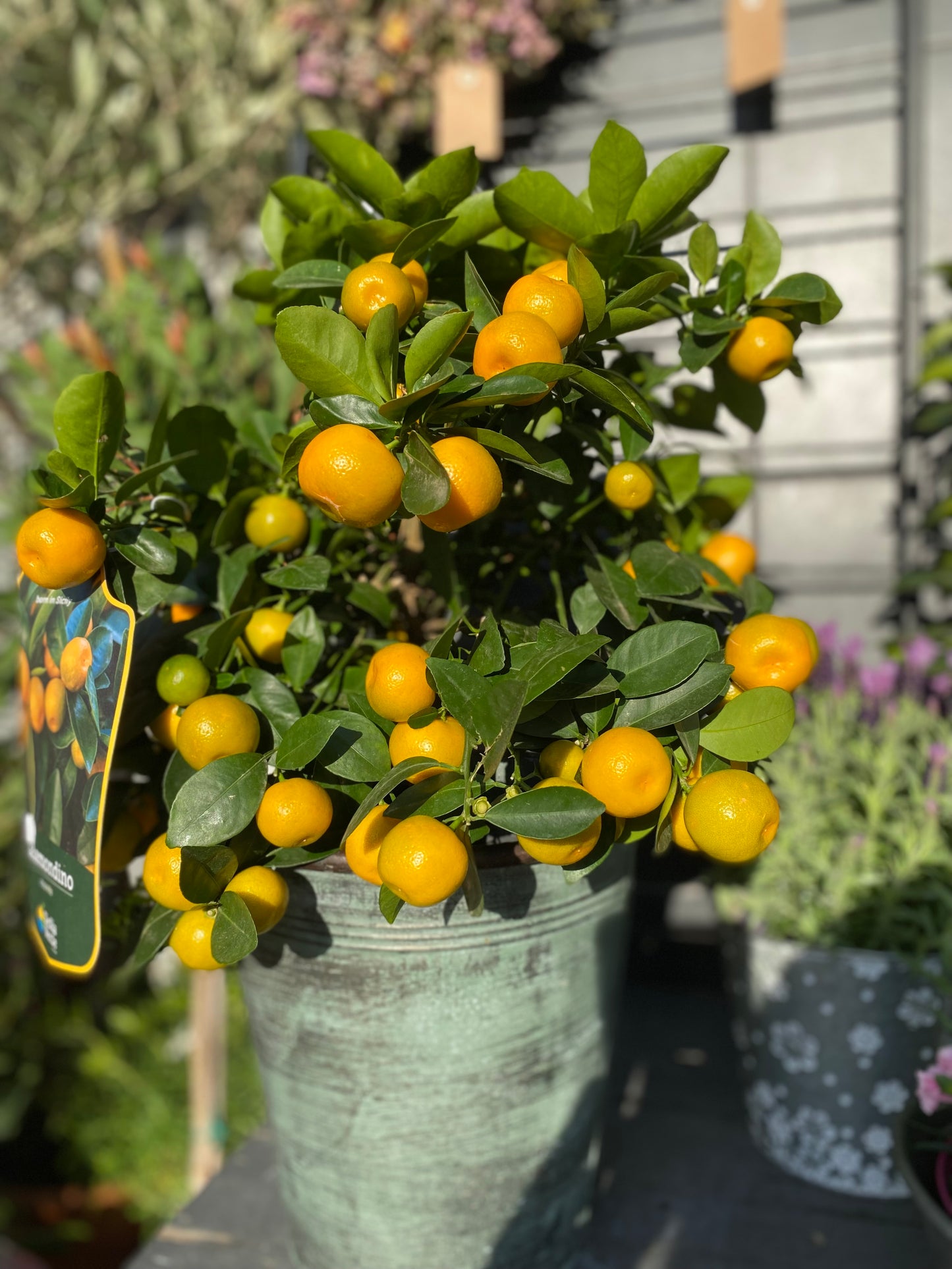 Calamondino "minimandarinka"