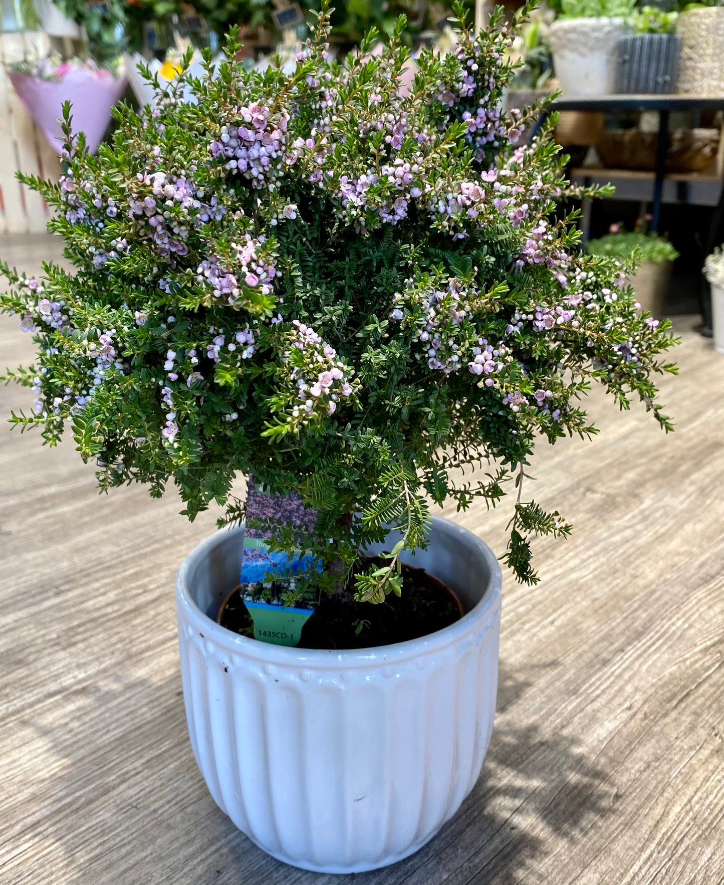 Thryptomene saxicola
