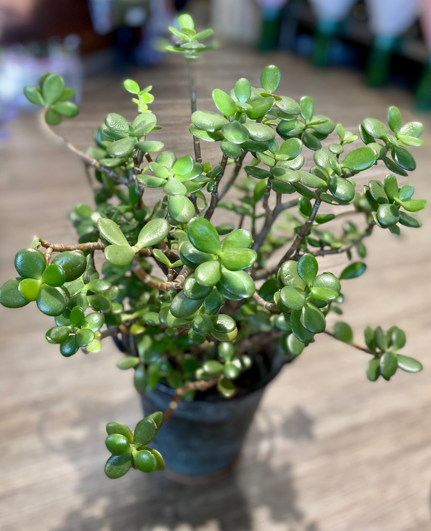 Crasulla ovata
