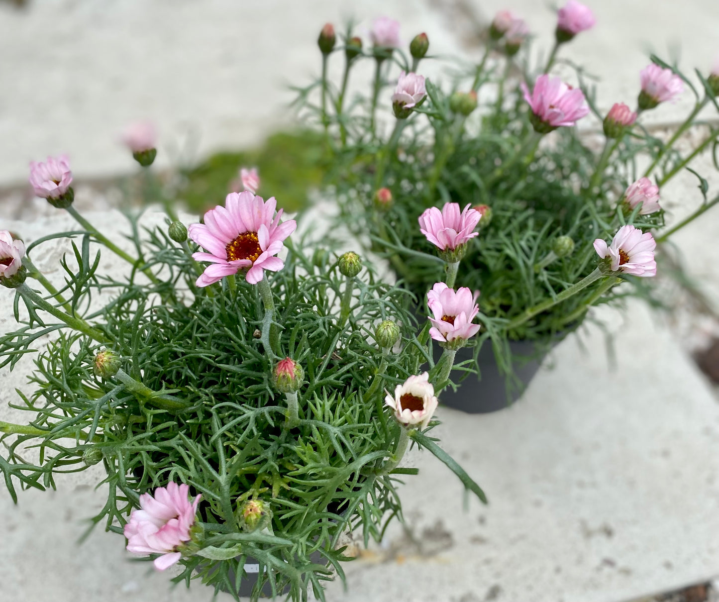 Rhodanthemum Casablanca Pink