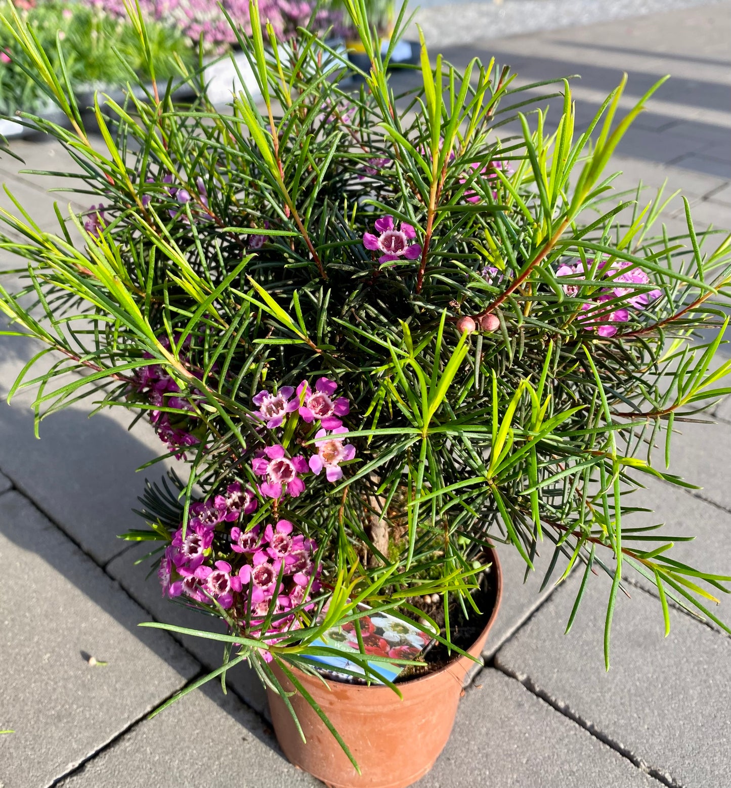 Chamelaucinum "Waxflover"