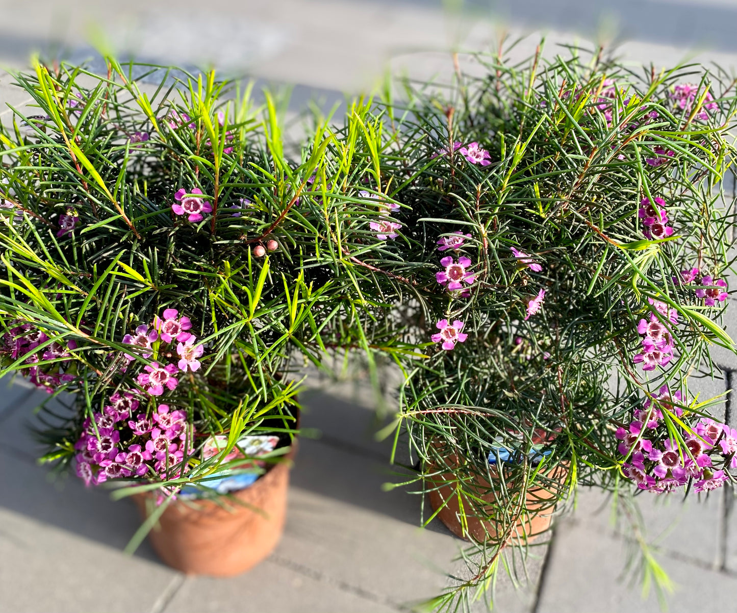 Chamelaucinum "Waxflover"