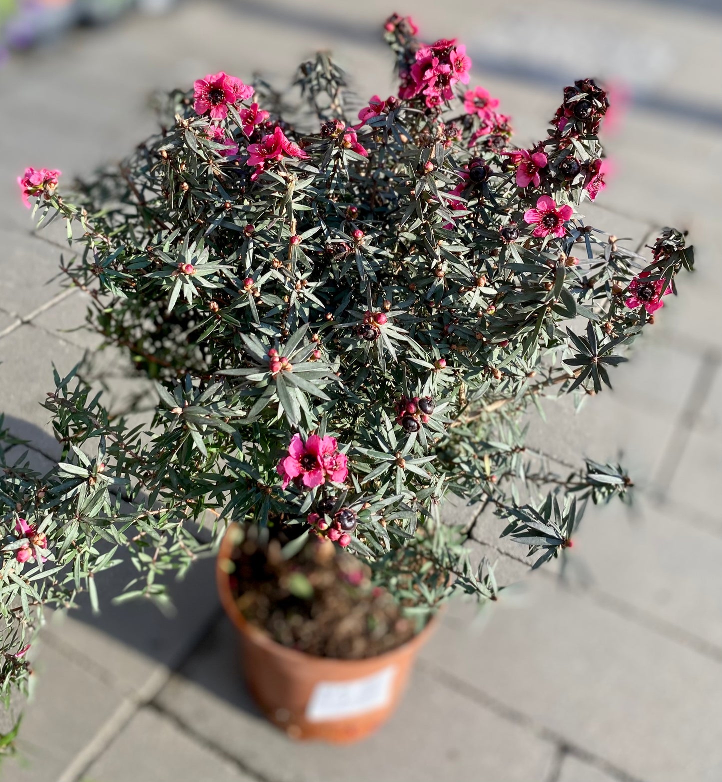 Leptospermum scoparium