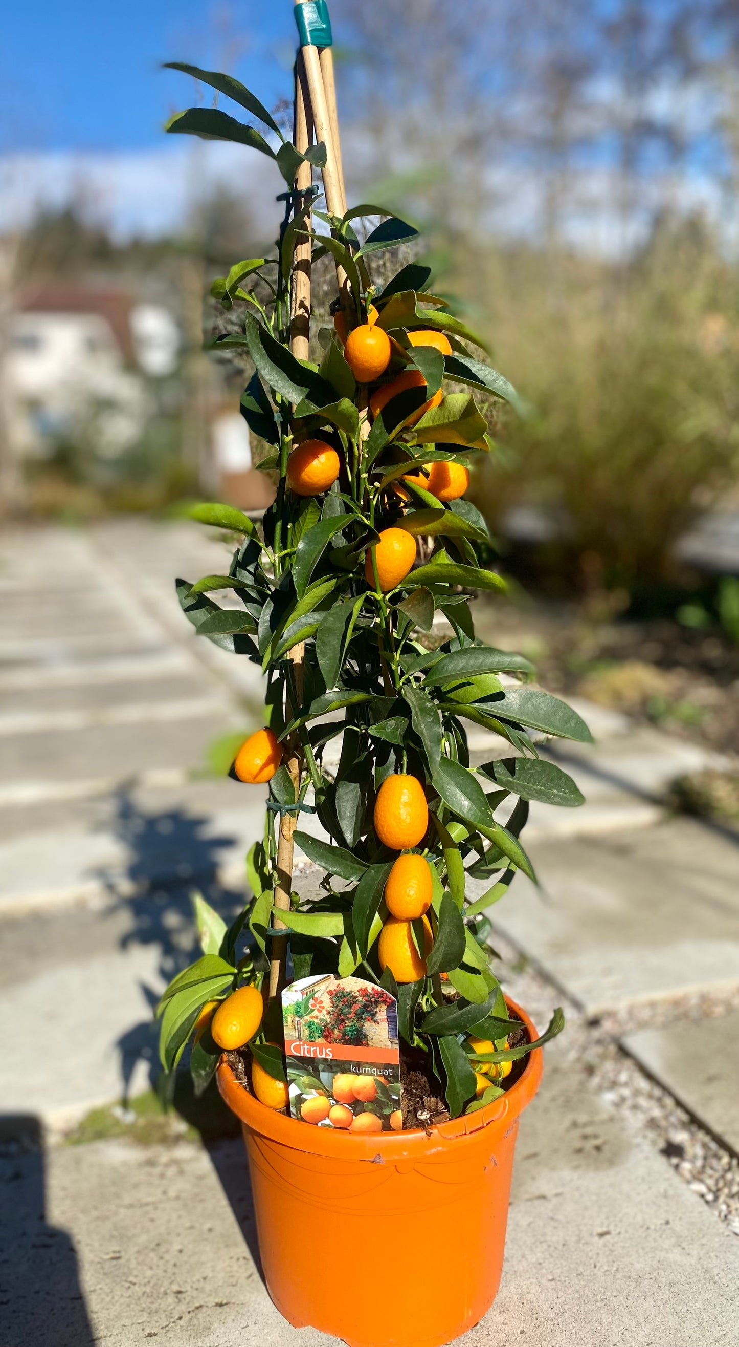 Kumquat