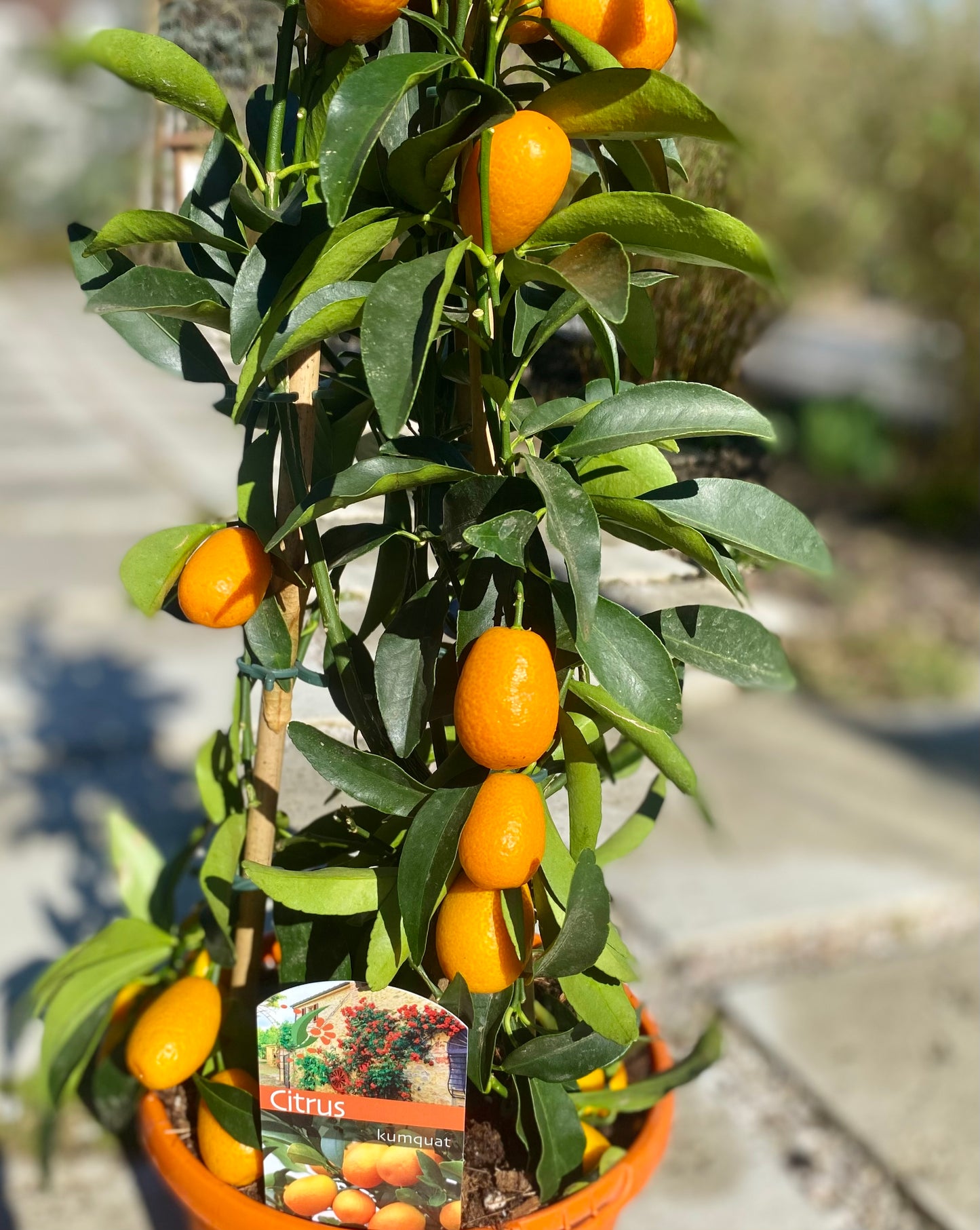 Kumquat