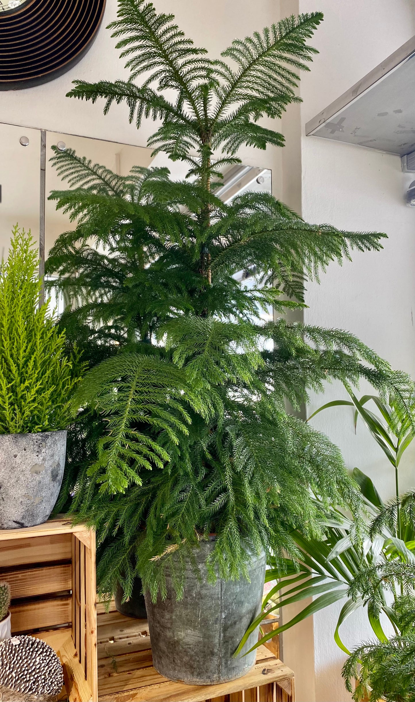 Araucaria Heterophylla