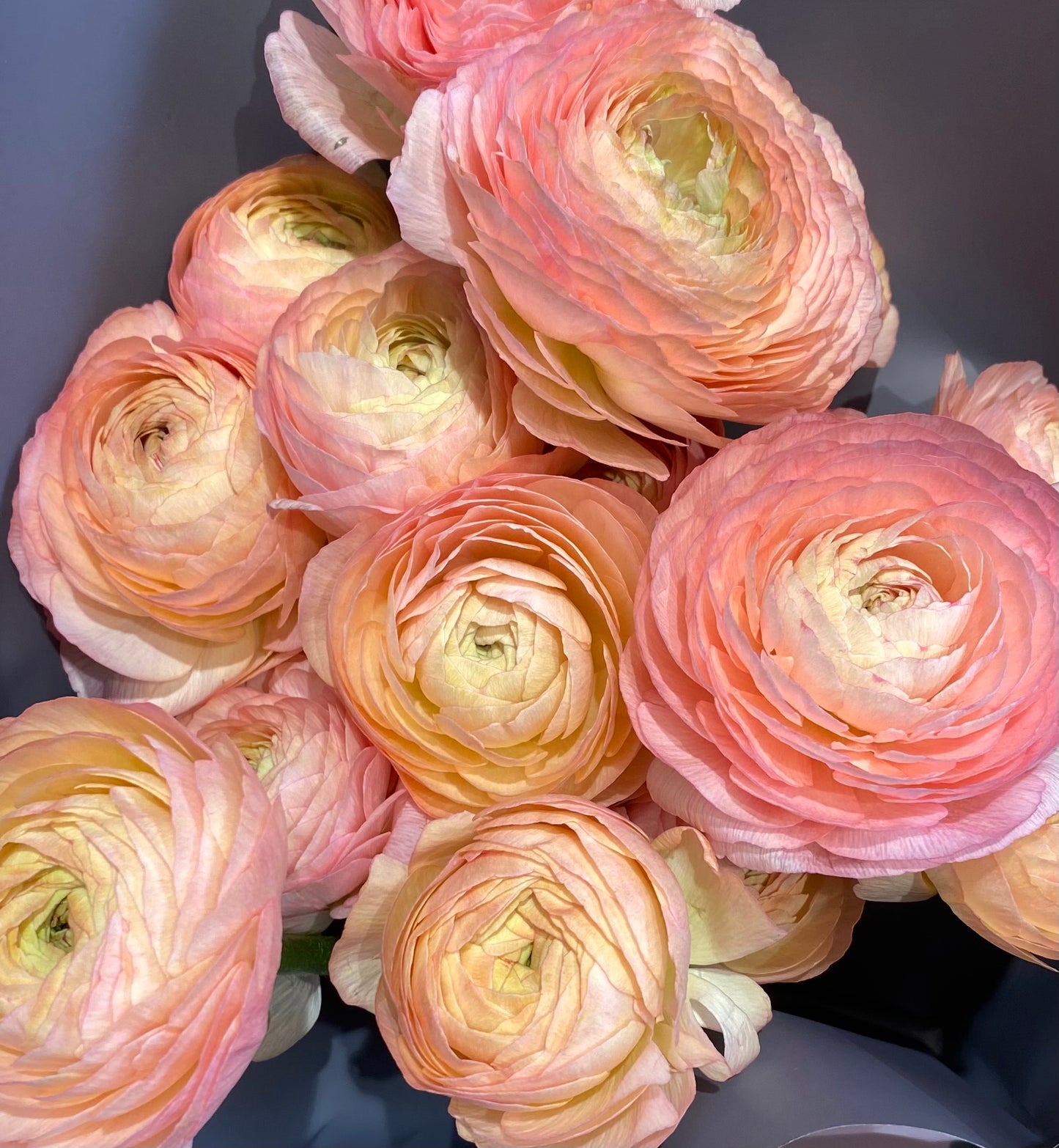 Ranunculus only