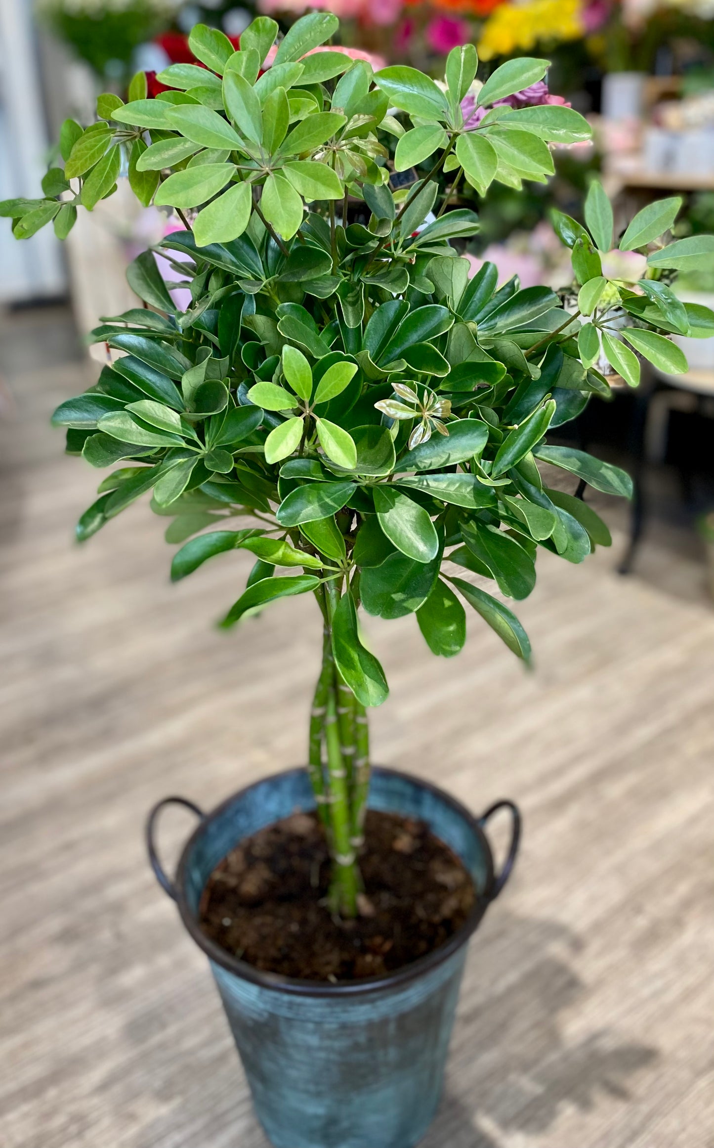 Schefflera actinophyla