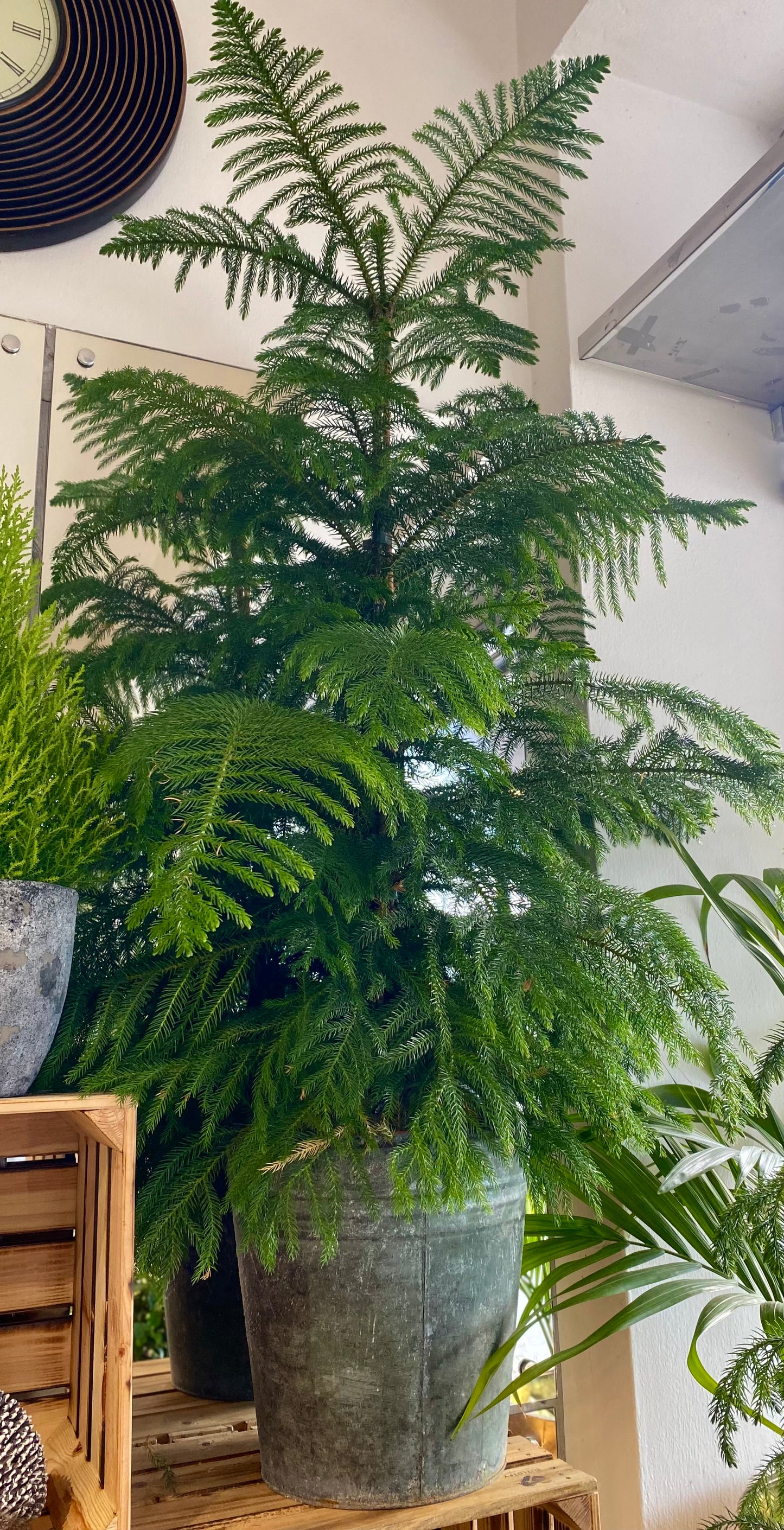 Araucaria Heterophylla