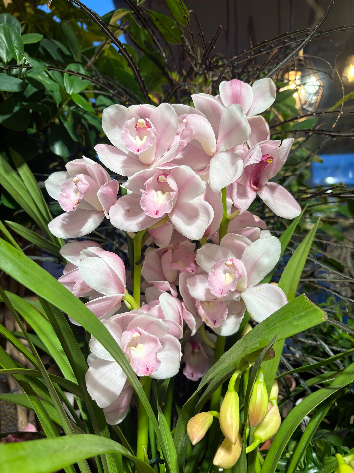 Cymbidium