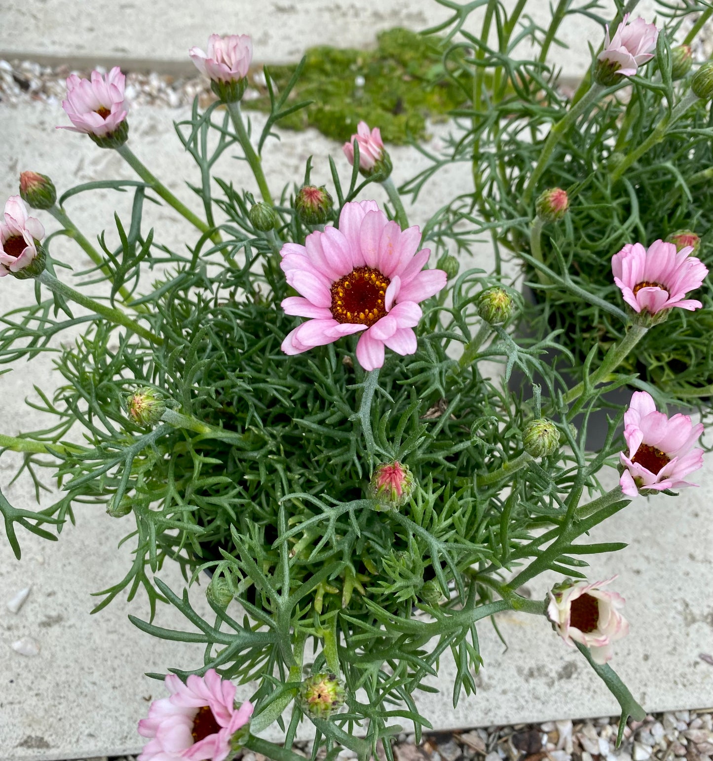 Rhodanthemum Casablanca Pink