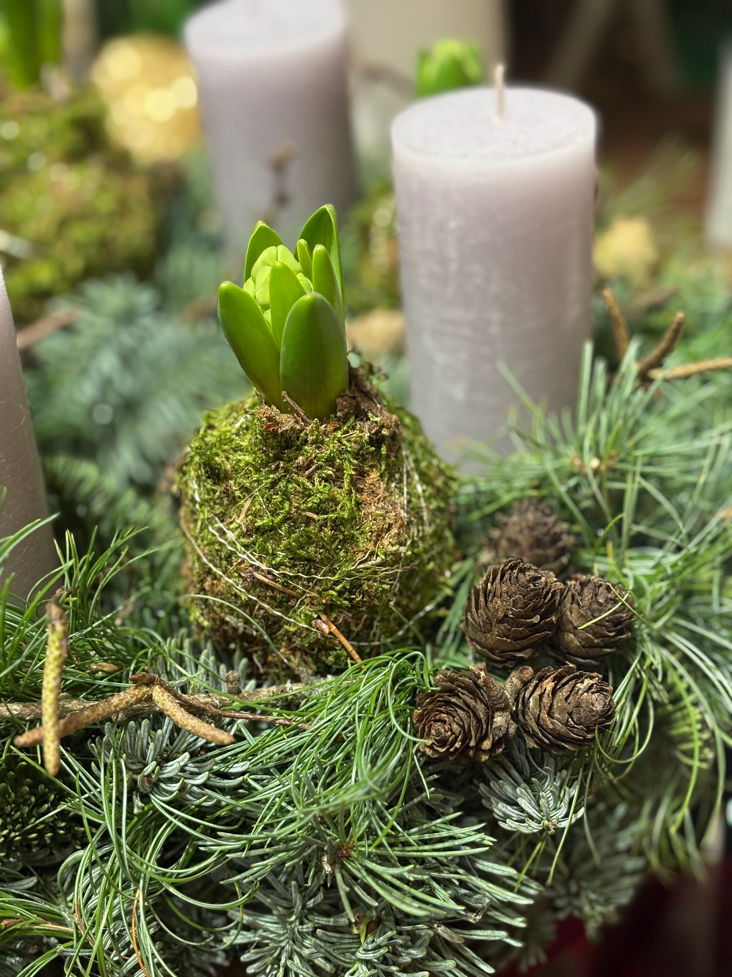 Adventní svícen- hyacint