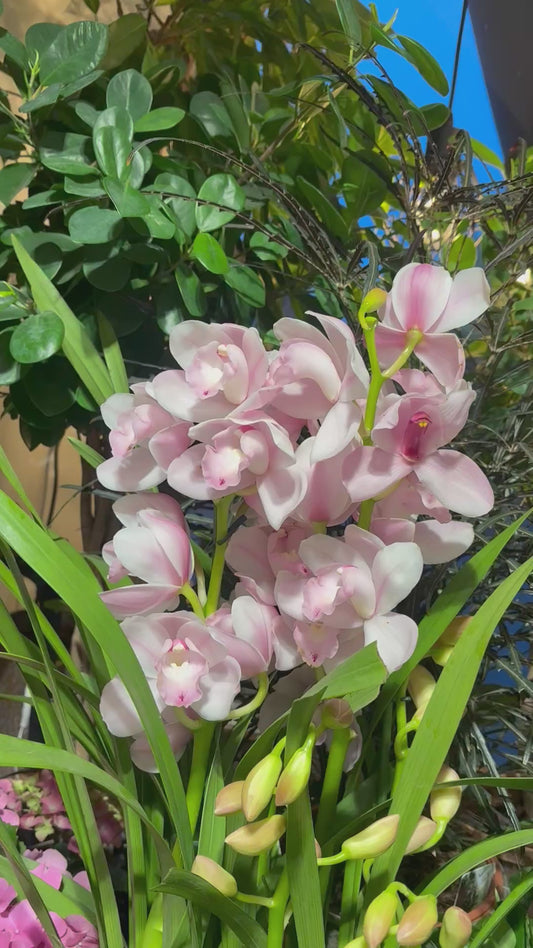 Cymbidium
